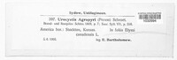 Urocystis agropyri image